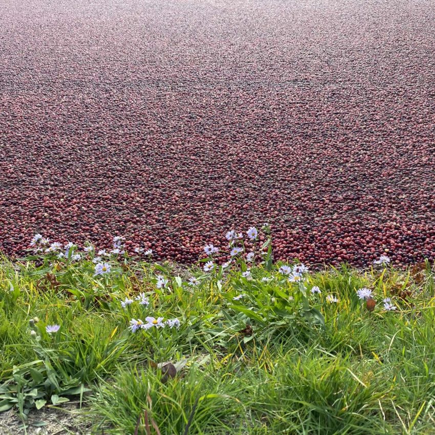 Massachusetts Cranberries
