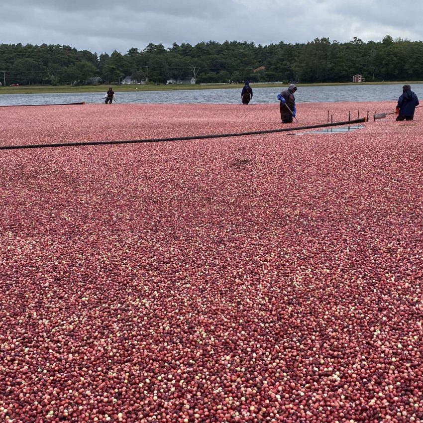 Massachusetts Cranberries