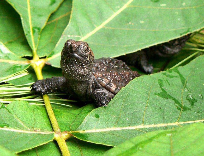 Mass Audubon turtle