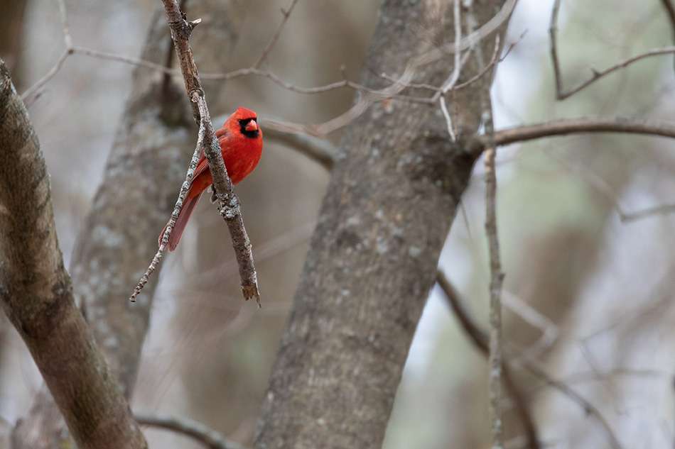 Mass Audubon cardinal