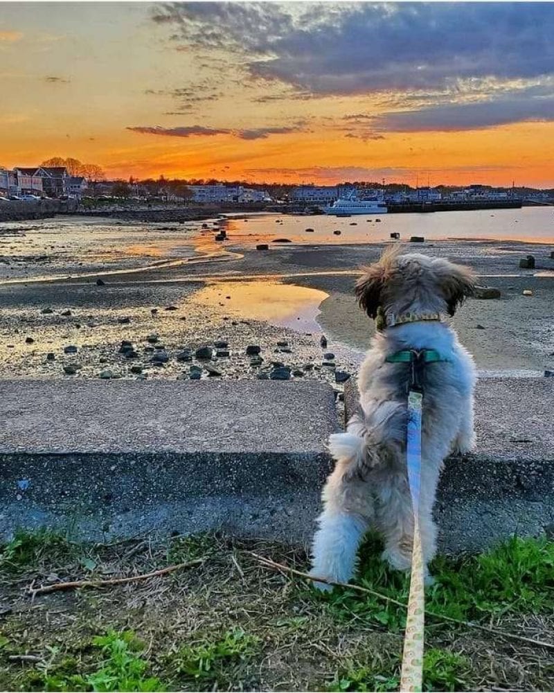 Dog Sunset in Plymouth