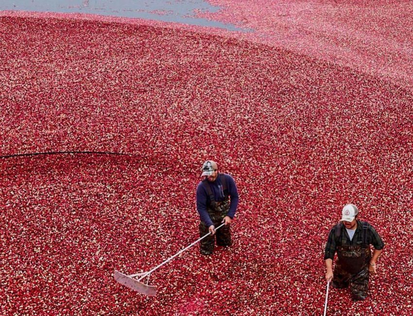 Bluewater Farms Cranberries