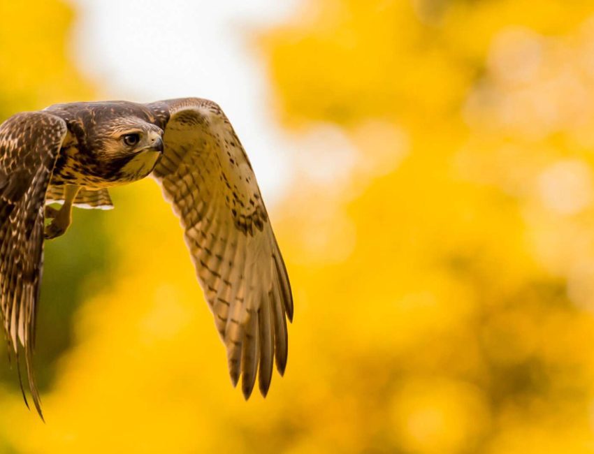 Mass Audubon