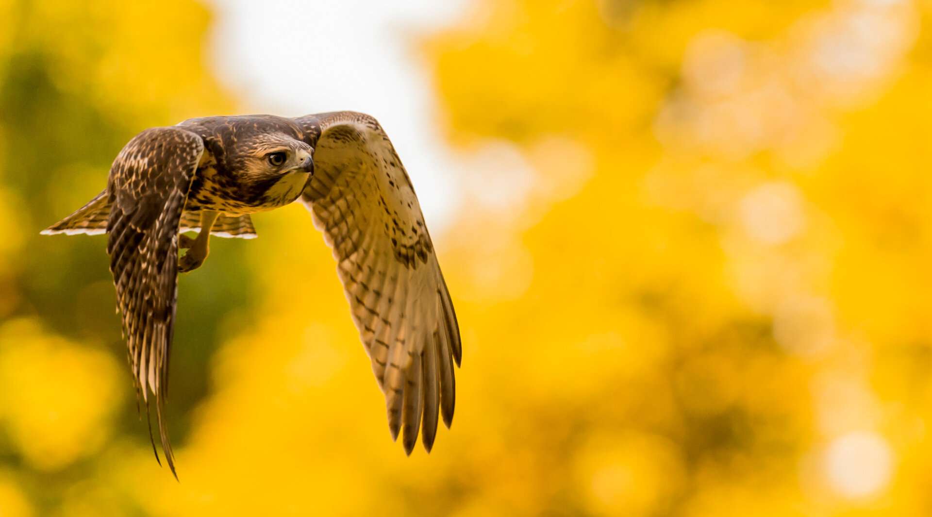 Mass Audubon