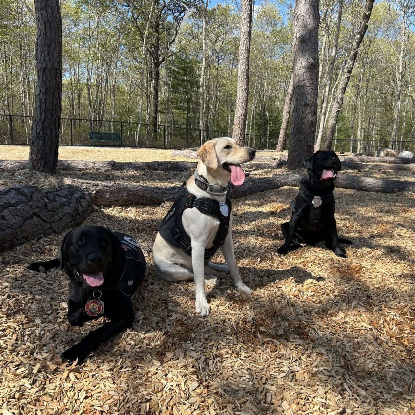 Cedarville Dog Park