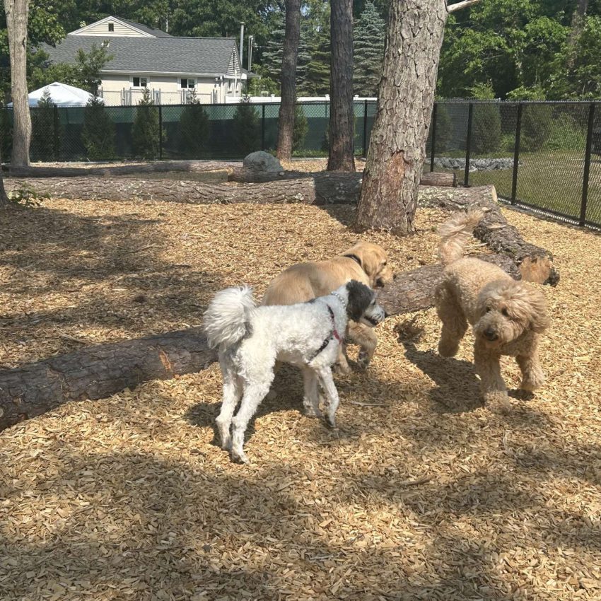 Cedarville Dog Park