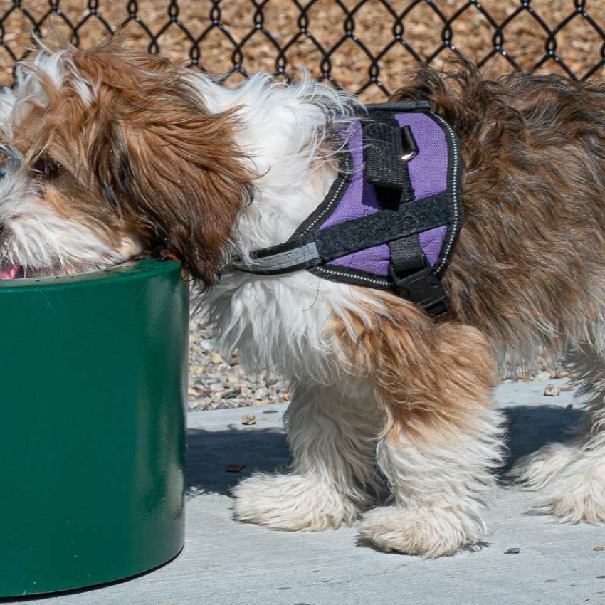 Cedarville Dog Park