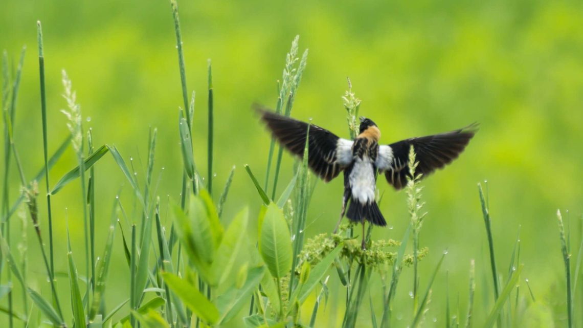 Daniel Webster Wildlife Sanctuary