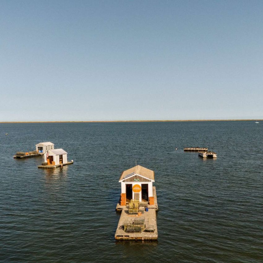 Island Creek Oysters