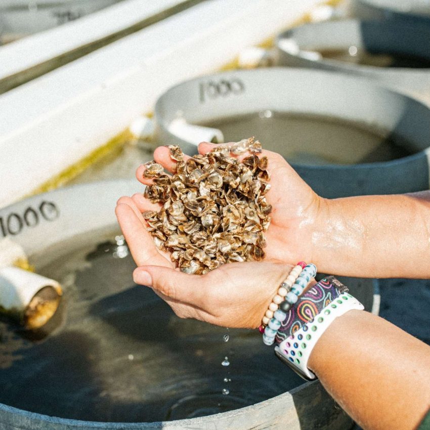 Island Creek Oysters