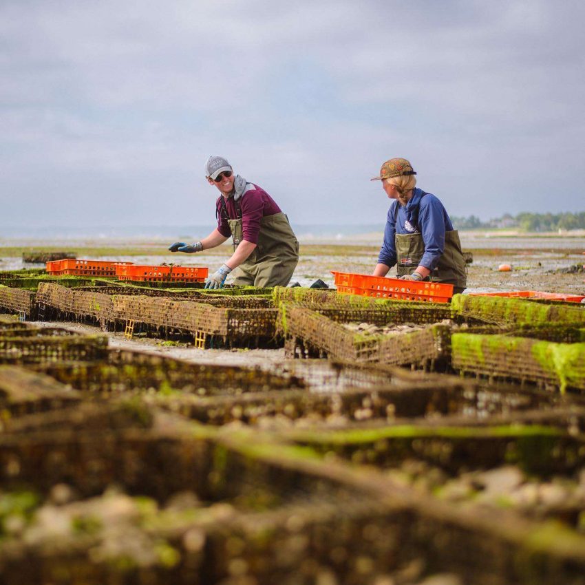 Island Creek Oysters